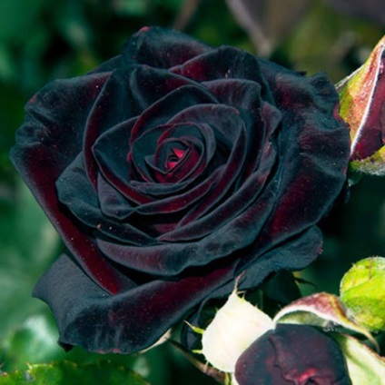 Rose description negru prinț description, recenzii, fotografie, cultivare în seră, video