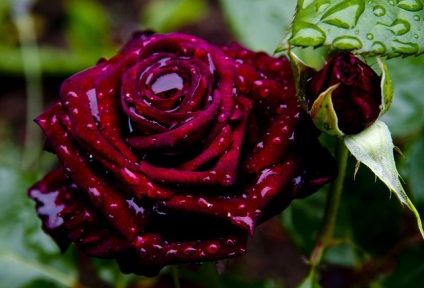 Rose description negru prinț description, recenzii, fotografie, cultivare în seră, video