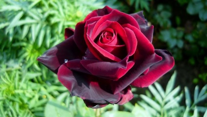 Rose Black Prince fajtaleírást, vélemények, fotók, növekszik az üvegházhatás, video