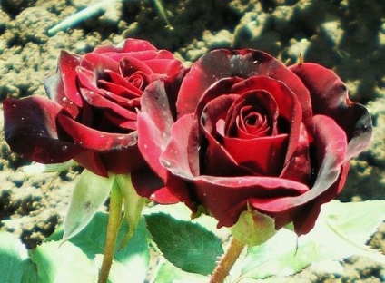 Rose Black Prince különösen fajta termesztése