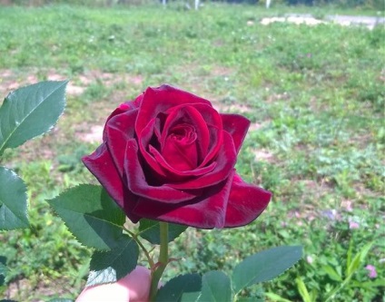 Роза чорний принц особливості вирощування сорту