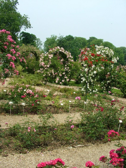 Розарій val di marne