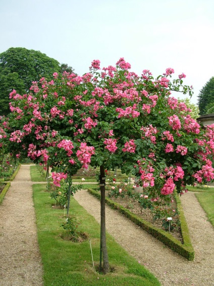 Rózsafüzér Val di Marne