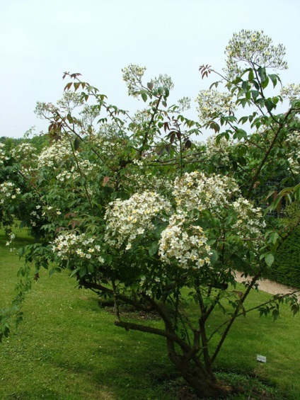 Розарій val di marne