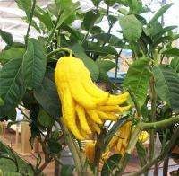Рука будди - фото і опис цитруса як самої рослини, так і фрукта