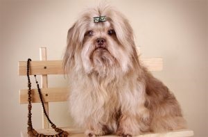 Російські кольорові болонки опис, характер, фото породи, все про собак