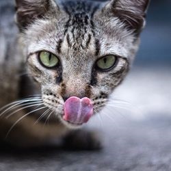 Блювота у кішок, лікування гомеопатією - все про котів і кішок з любов'ю