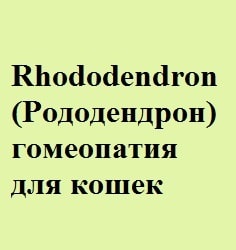 Блювота у кішок, лікування гомеопатією - все про котів і кішок з любов'ю