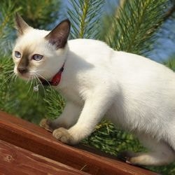 Блювота у кішок, лікування гомеопатією - все про котів і кішок з любов'ю