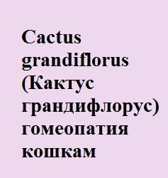 Блювота у кішок, лікування гомеопатією - все про котів і кішок з любов'ю