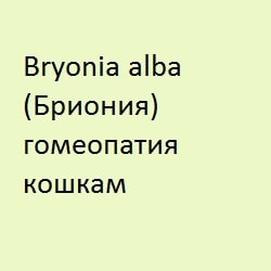 Блювота у кішок, лікування гомеопатією - все про котів і кішок з любов'ю