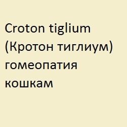 Блювота у кішок, лікування гомеопатією - все про котів і кішок з любов'ю