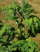 Garden levéltetű kártevők () Kerti kártevők levéltetvek