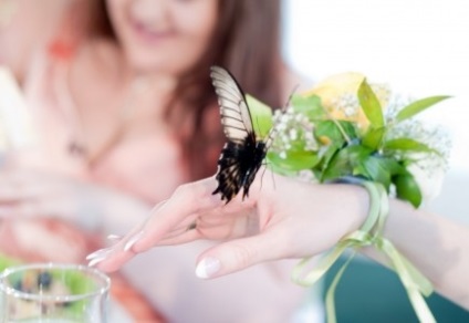 Салют з живих тропічних метеликів - шоу-програми - весільний рай