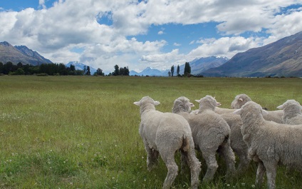 Найпоширеніша порода овець в австралії