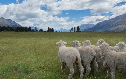 Cea mai comună rasă de oi din Australia