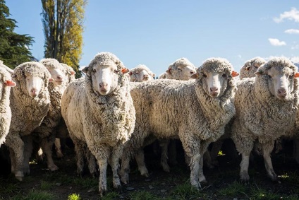 Cea mai comună rasă de oi din Australia