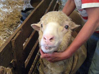 Cea mai comună rasă de oi din Australia