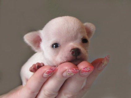 Найменші собаки на землі