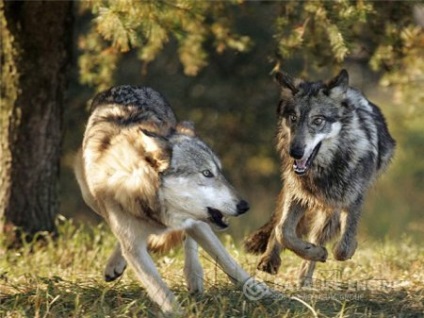 Найпопулярніші способи полювання на вовка влітку облава в лігві, полювання на вабу, полювання із засідки