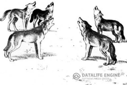 A legnépszerűbb módja a farkasvadászati ​​a nyári razzia a den, vabu vadászat, vadászat lesből