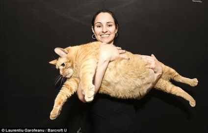 Cea mai groasă pisică din lume cântărește 15 kilograme