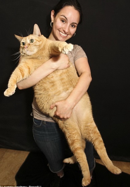 Найтовстіша кіт у світі важить 15 кілограмів