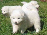 Samoyed - fotografia câinelui, descrierea rasei, natura