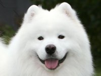Samoyed - fotografia câinelui, descrierea rasei, natura