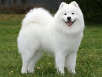 Samoyed - fotografia câinelui, descrierea rasei, natura