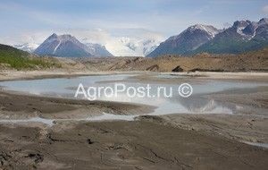 Сапропель - високоефективна кормова добавка для тварин і птахів