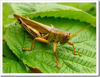Locust - mâncare excelentă pentru geckos