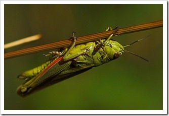 Locust - mâncare excelentă pentru geckos