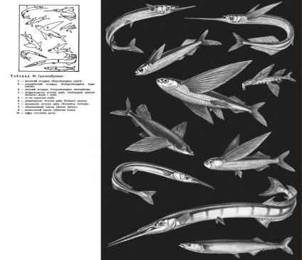 Familia de pești volatili (exocoetidae) este