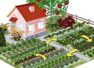 Rotația culturilor în grădină este baza unei recolte mari, sezonul de vară