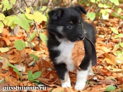 Sheltie câinele