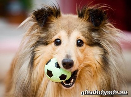 Sheltie câinele