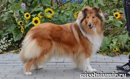 Sheltie câinele