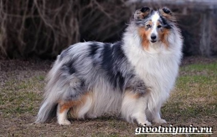 Sheltie câinele