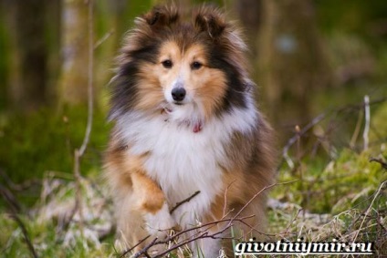 Sheltie câinele