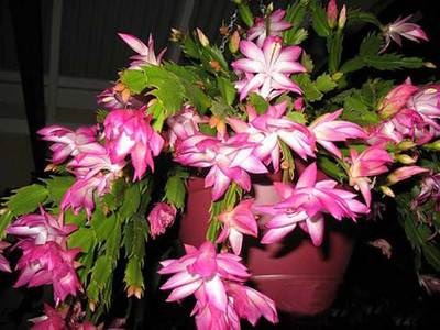 Шлюмбергера, декабрист, Зигокактус (schlumbergera)