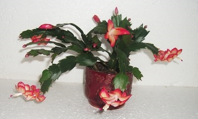 Шлюмбергера, декабрист, Зигокактус (schlumbergera)