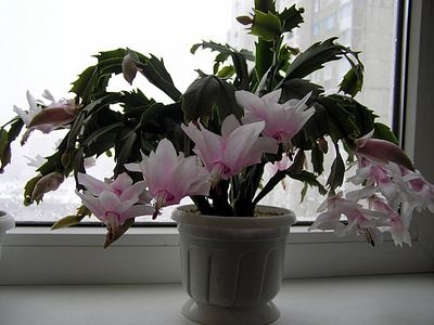 Шлюмбергера, декабрист, Зигокактус (schlumbergera)