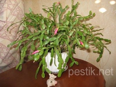 Шлюмбергера, декабрист, Зигокактус (schlumbergera)