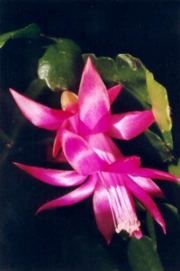 Schlumberger - schlumbergera sau zygocactus zygocactus descriere și îngrijire pentru