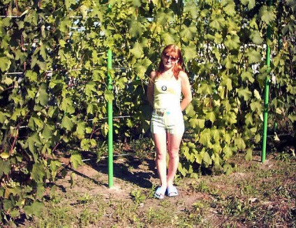 Шпалера для винограду своїми руками - фото і креслення