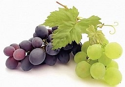 Шпалера для винограду своїми руками - фото і креслення