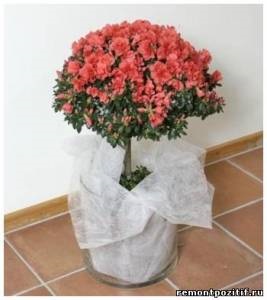 Stam fa - hogyan nőnek Stam fa otthon (home) Stam fa - hogyan nőnek Stam fa otthon