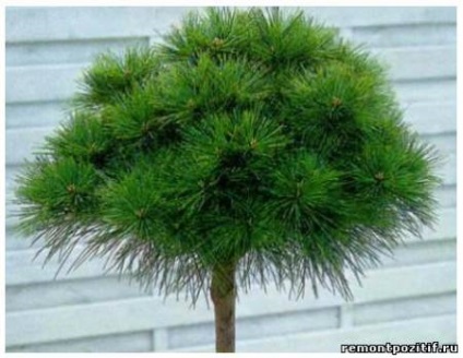 Штамбові дерево - як виростити штамбові дерево у себе вдома