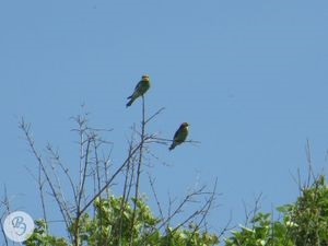 Golden Bunting